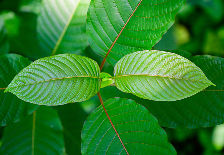 Kratom-1190641277-770x533-1