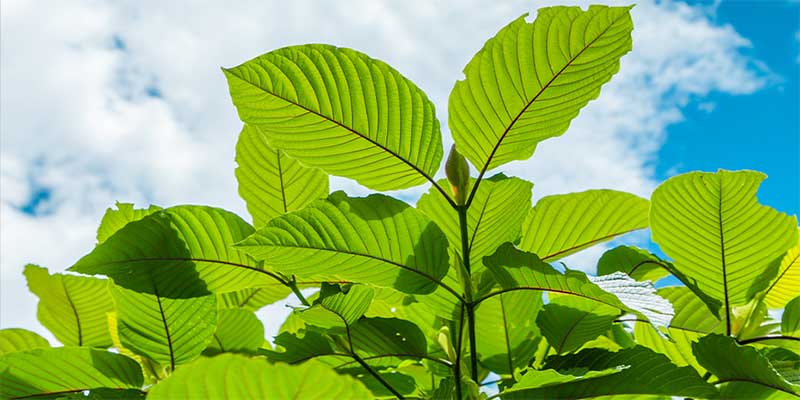 Kratom leaves