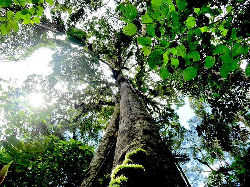chuchuhuasi tree