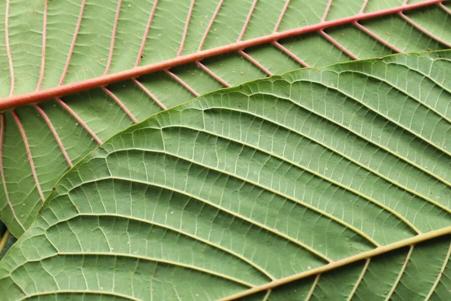 Red vein kratom leaves