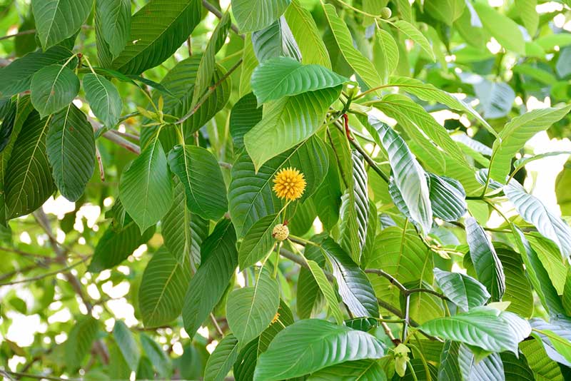Kratom tree leaves with flower
