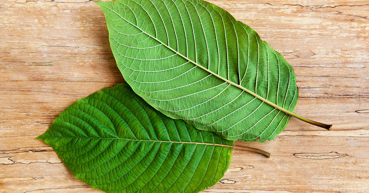 Kratom leaves white vein