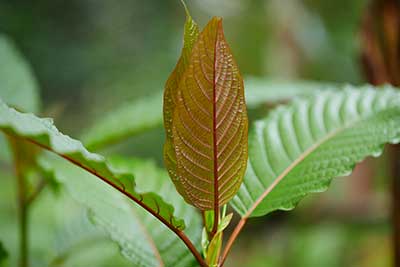 Red Sumatra Kratom